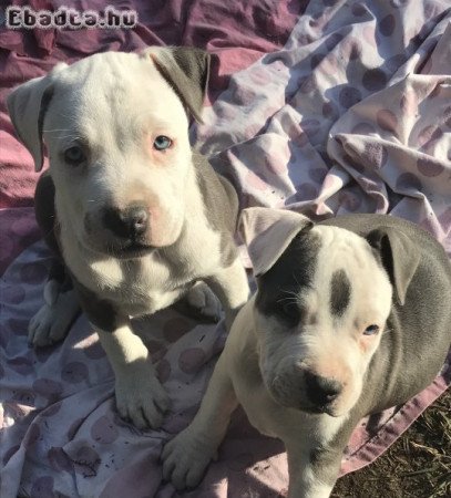 Amerikai staffordshire terrier