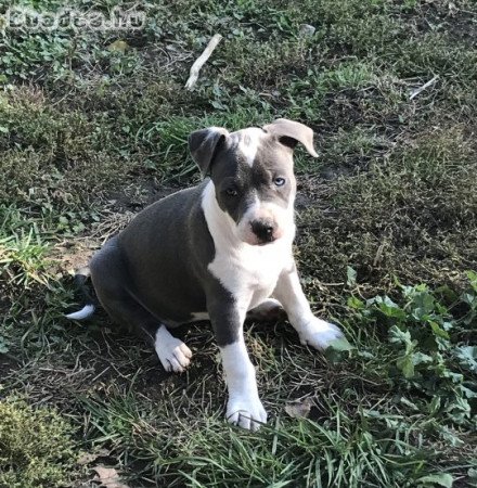 Amerikai staffordshire terrier