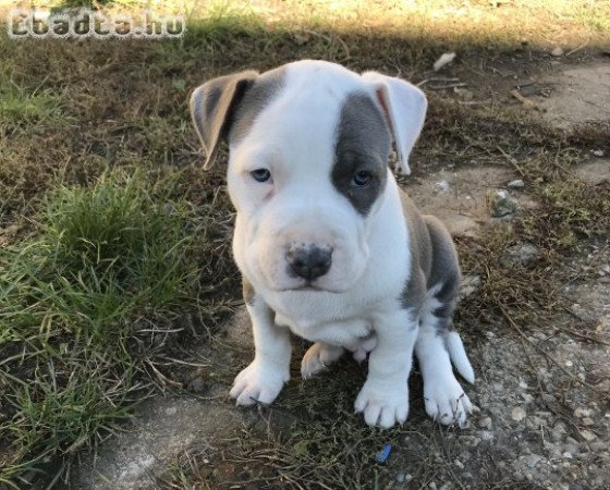 Amerikai staffordshire terrier