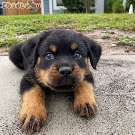 Rottweiler puppy for free adoption