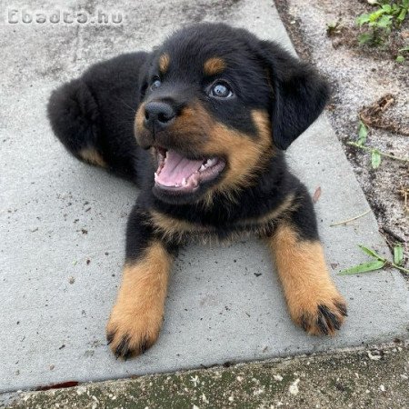 Rottweiler puppy for free adoption