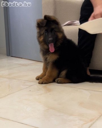 German shepherd puppies for free adoption