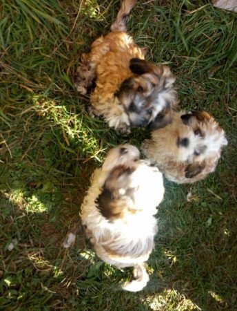 Bichon Havanese