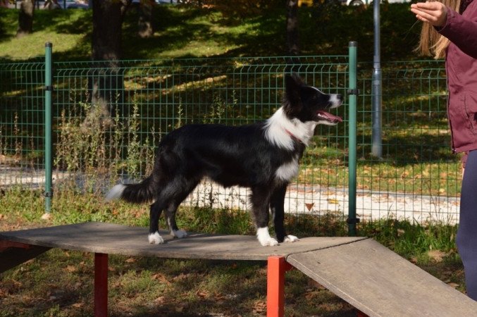 Border Collie