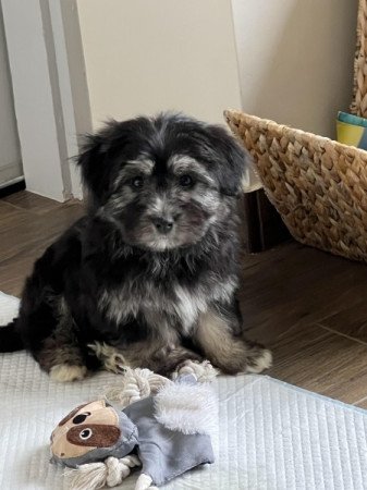 Bichon havanese