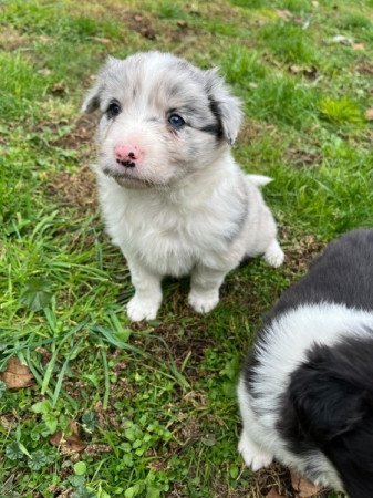 Border Collie