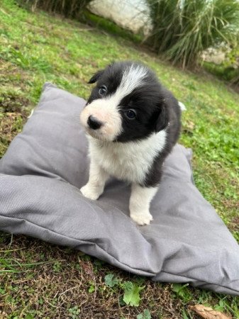 Border Collie