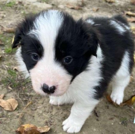 Border Collie