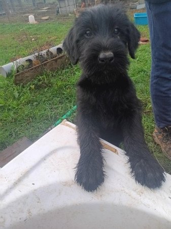 óriás schnauzer