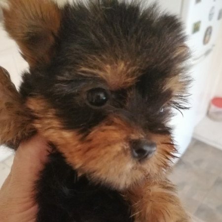 Yorkshire terrier