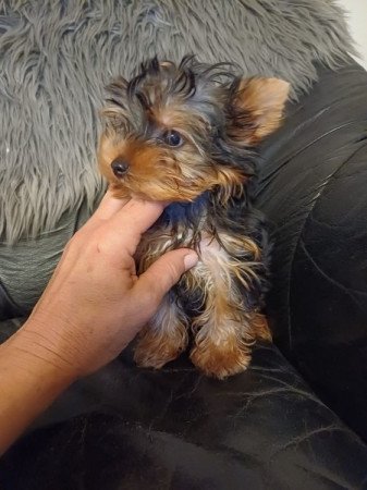 yorkshire terrier , yorky