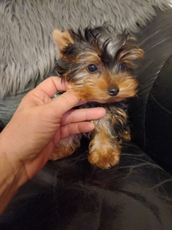 yorkshire terrier , yorky