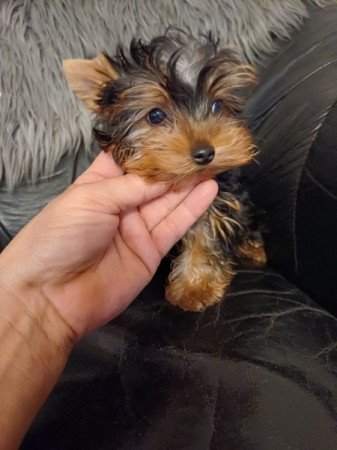 yorkshire terrier , yorky