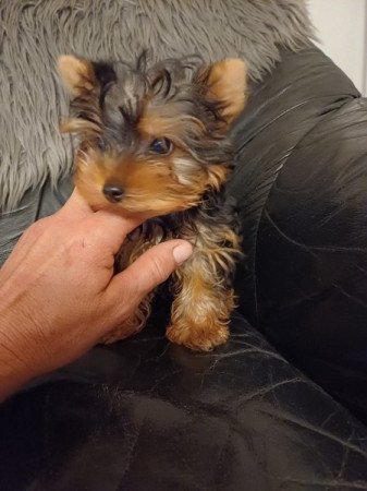 yorkshire terrier , yorky