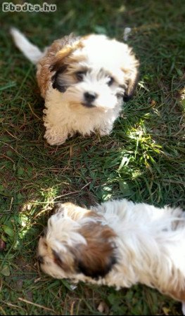 Bichon Havanese Kiskutyák