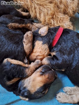 Airedale terrier kiskutyák, kölykök