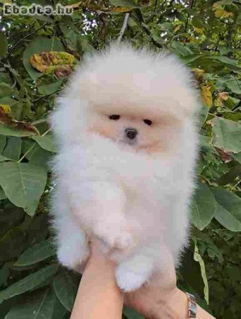 Sale of premium bear-type Pomeranians