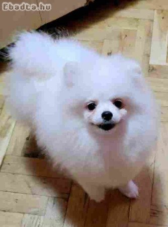 Sale of premium bear-type Pomeranians