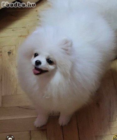 Sale of premium bear-type Pomeranians