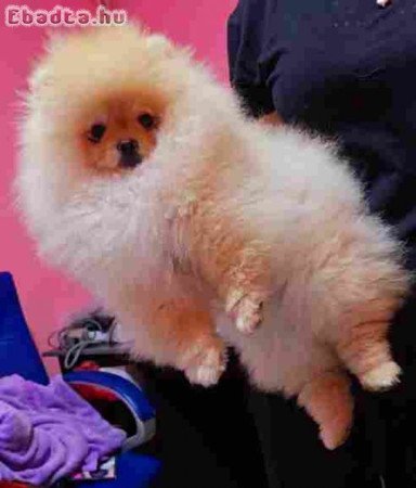 Sale of premium bear-type Pomeranians