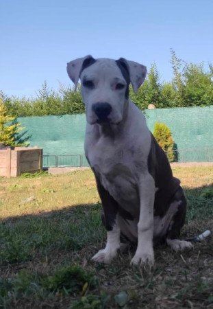 Amerikai staffordshire terrier