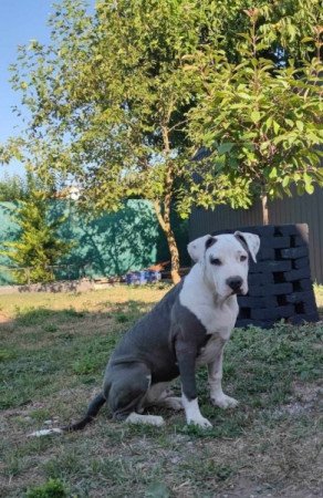 Amerikai staffordshire terrier