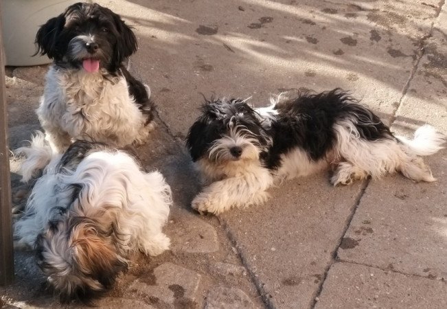 Bichon havanese