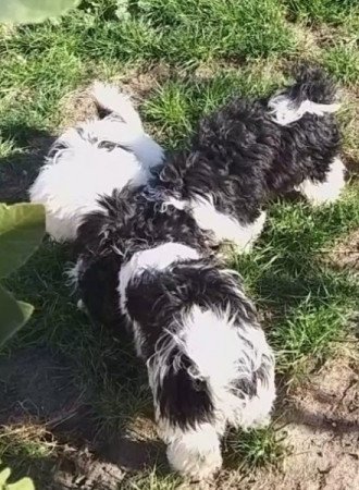 Bichon havanese