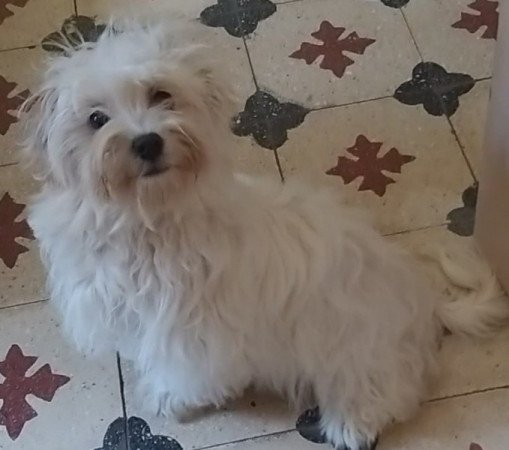 Bichon havanese