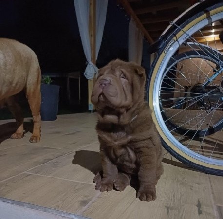 Shar pei sharpei shar-pei