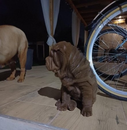 Shar pei sharpei shar-pei