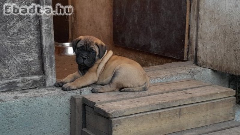 Eladó törzskönyvezett bullmastiff kiskutya