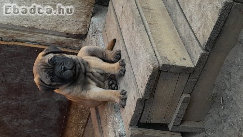 Eladó törzskönyvezett bullmastiff kiskutya