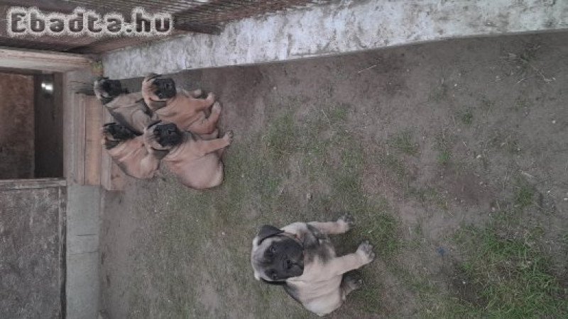 Eladó törzskönyvezett bullmastiff kiskutya