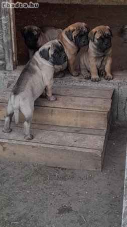 Eladó törzskönyvezett bullmastiff kiskutya