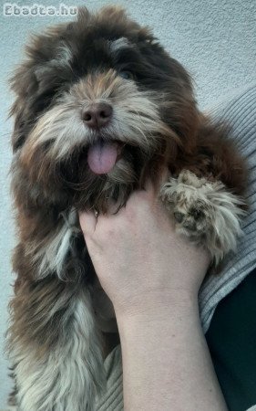 Bichon Havanese 6 hónapos fiú gazdit keres!