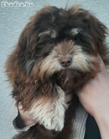 Bichon Havanese 6 hónapos fiú gazdit keres!