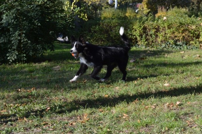 Border Collie