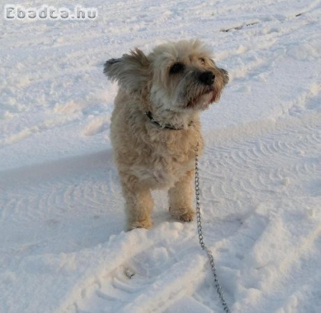 Két ingyen elvihető Bichonn Havanese  kutyus