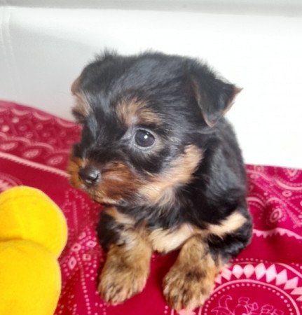 Yorkshire Terrier fajtatiszta jellegű