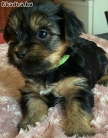 YORKSHIRE TERRIER KISKUTYA