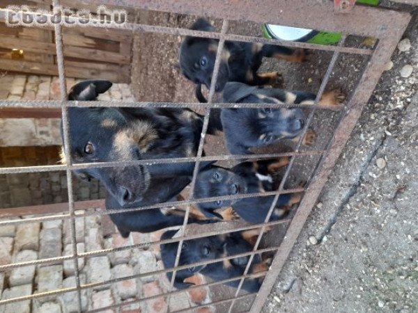 Jagd terrier kiskutyàk