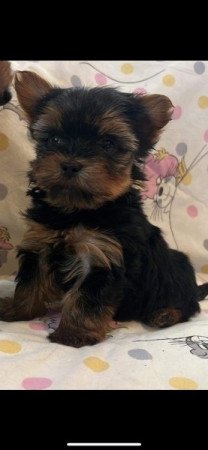 Yorkshire terrier