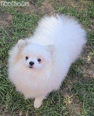 Beautiful Pomeranians BOO