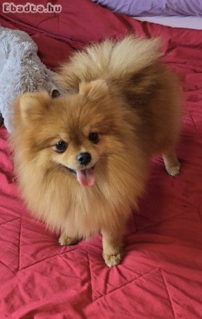 Beautiful Pomeranians BOO