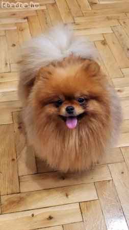 Beautiful Pomeranians BOO