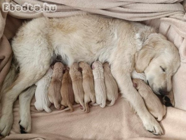 Golden Retriever kiskutyák