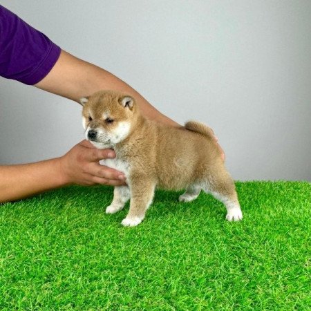 Shiba Inu