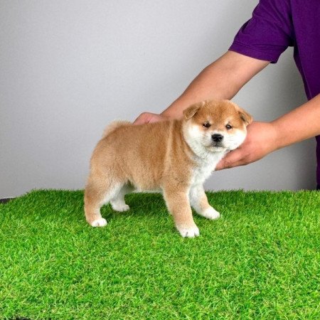 Shiba Inu