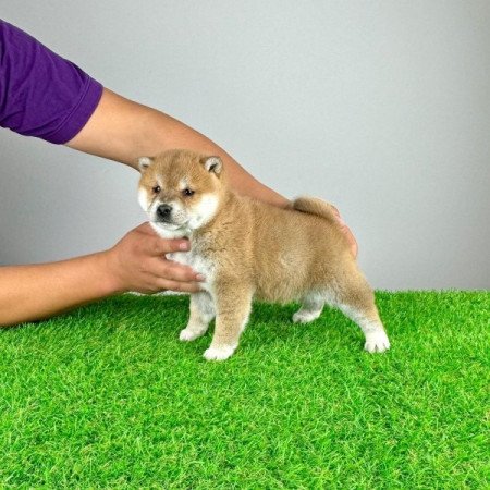 Shiba Inu